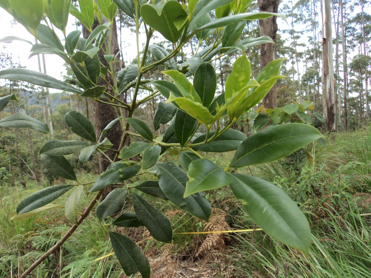 Melicope lunu-ankenda (Gaertn.) T.G.Hartley